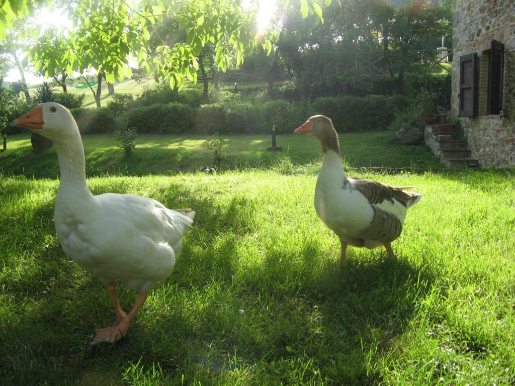 Agriturismo Il Mulino Delle Pile Chiusdino Kültér fotó