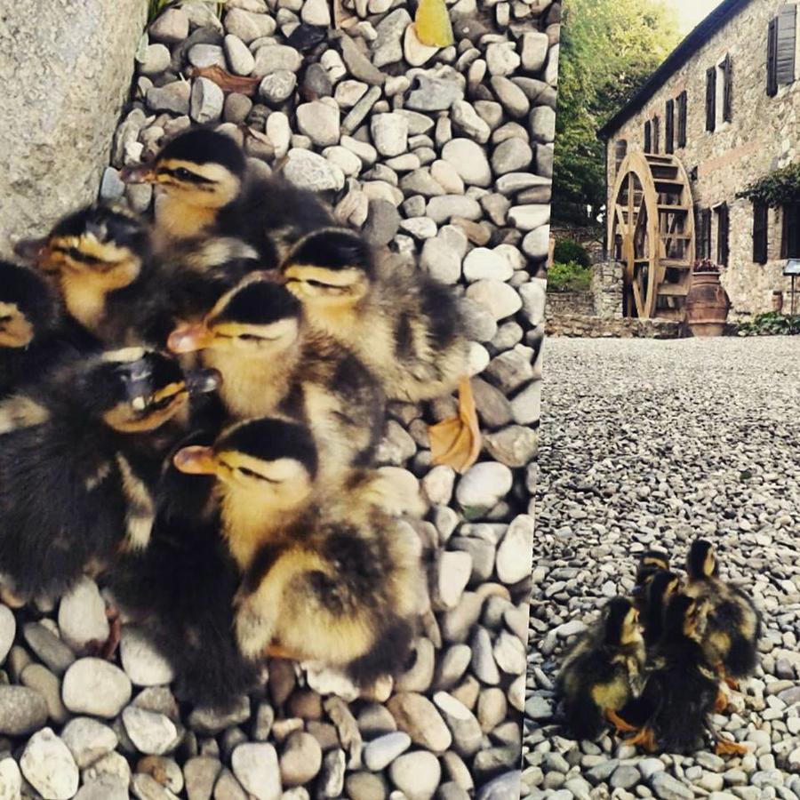 Agriturismo Il Mulino Delle Pile Chiusdino Kültér fotó